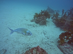 Nemadactylus douglasii