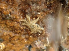 Neohymenicus pubescens