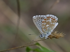 Polyommatus corydonius