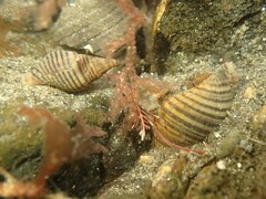 Buccinulum littorinoides