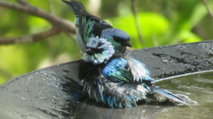 Stilpnia nigrocincta