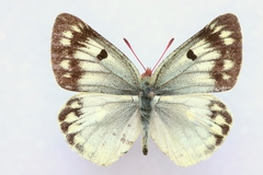 Colias alpherakii