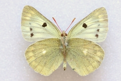 Colias alpherakii
