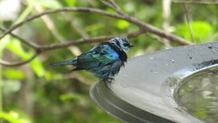 Stilpnia nigrocincta
