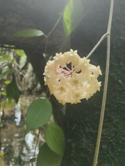 Hoya australis