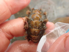 Acanthochitona zelandica