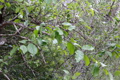 Ehretia anacua