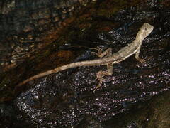 Uranoscodon superciliosus