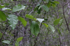 Ehretia anacua