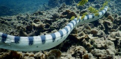 Hydrophis major