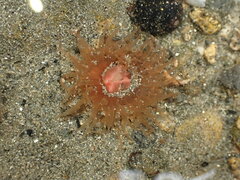 Isactinia olivacea