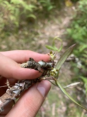 Plectorrhiza tridentata