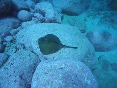 Trygonoptera testacea