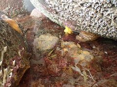 Doris wellingtonensis