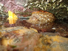 Doris wellingtonensis