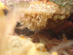 Doris wellingtonensis