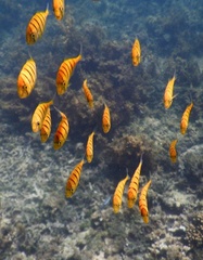 Gnathanodon speciosus
