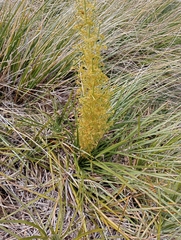 Aciphylla