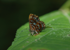 Sarota myrtea