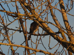 Accipiter striatus
