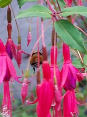 Bombus robustus