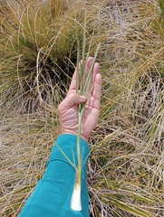 Aciphylla