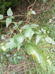 Rubus schmidelioides