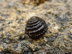 Diloma bicanaliculatum