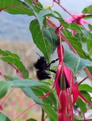 Bombus robustus