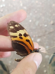 Heliconius numata