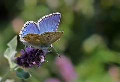 Polyommatus corydonius