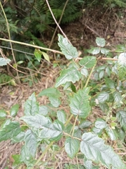 Rubus schmidelioides
