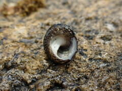 Diloma bicanaliculatum