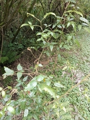 Rubus schmidelioides