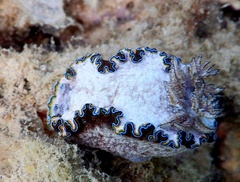 Glossodoris
