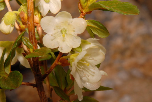 Cascade azalea (Rhododendron albiflorum)
