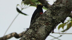 Melanerpes cruentatus