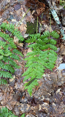 Dryopteris intermedia