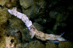 Hypselodoris tryoni