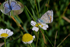 Polyommatus eroides