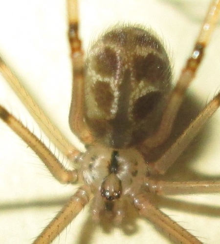 Giant Cellar Spider