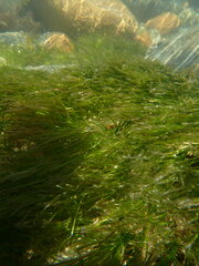 Zostera muelleri