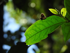 Lamprospilus coelicolor