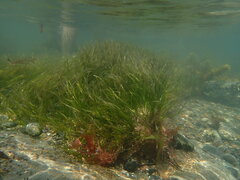 Zostera muelleri