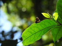 Lamprospilus coelicolor