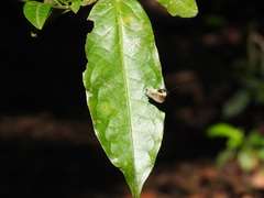 Lamprospilus coelicolor