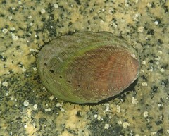 Haliotis iris