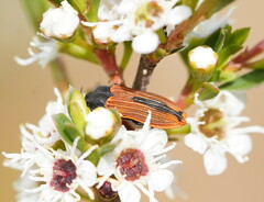 Castiarina erythroptera