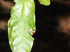 Lamprospilus coelicolor