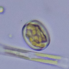 Coscinodiscales